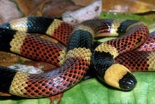 serpiente coral