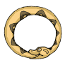 Serpiente Oroborus