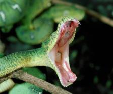 serpiente al ataque