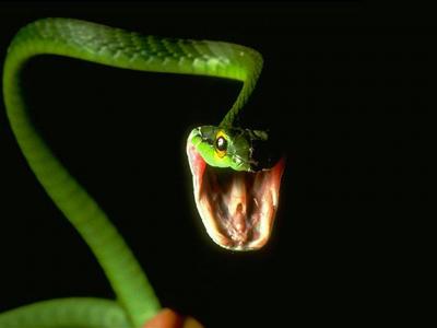serpiente al ataque