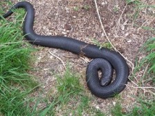 serpiente zopilota